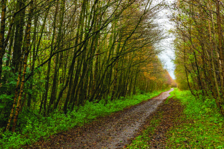Dunford Bridge Woods Twitter Tony Butteworth @dunfordbridge 768x511