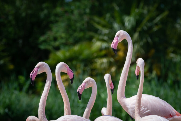 Flamingos credit WWT and Sarah Freeman 768x512