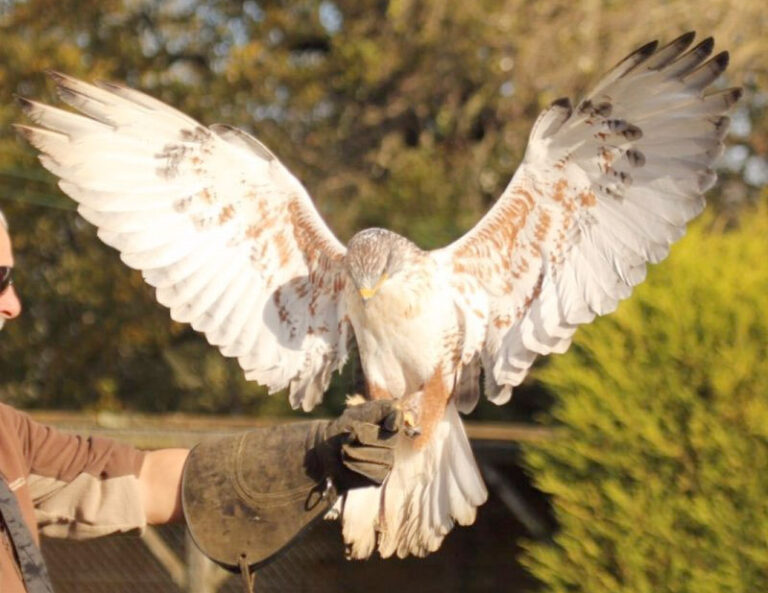 birds of prey1 768x593