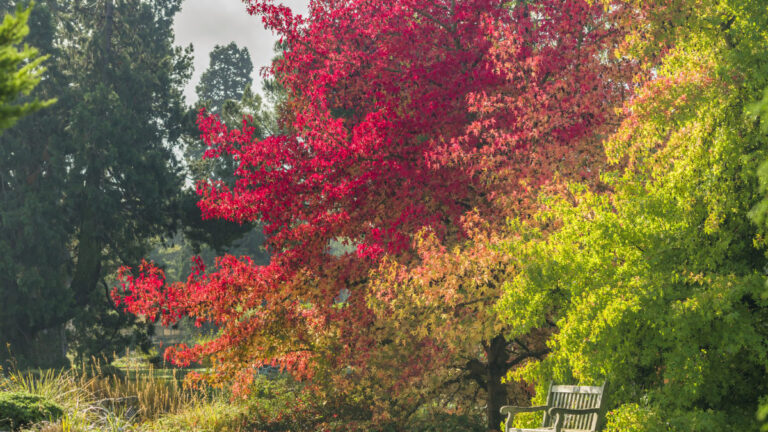 botanic1 768x432