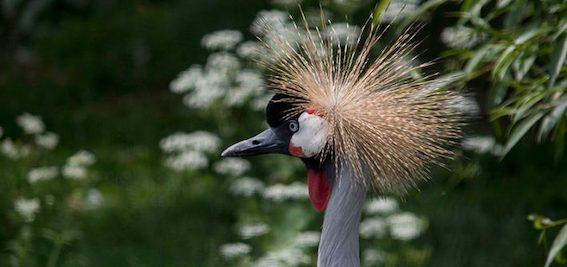 crowned crane 710x335 1