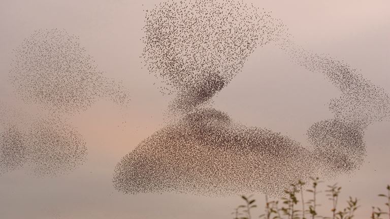1003441 starlings