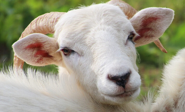 Marys Little Lamb 768x465