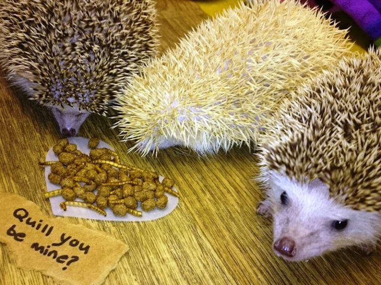 african pygmy hedgehogs 768x576