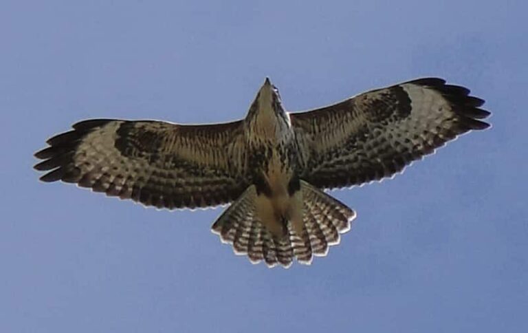 fauna10 768x484