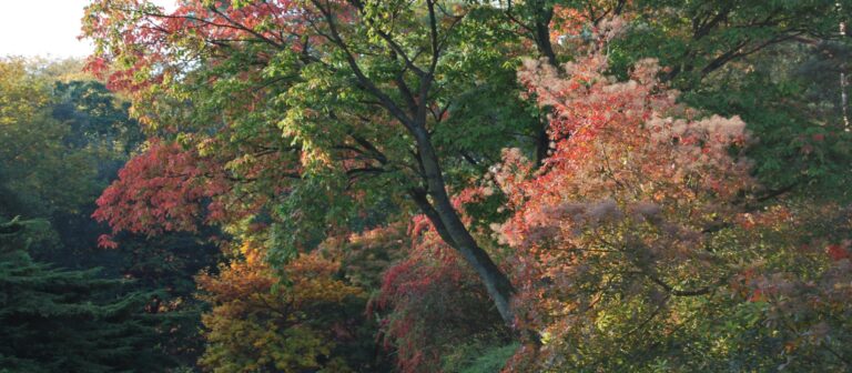 webautumncolourhidcote 768x336
