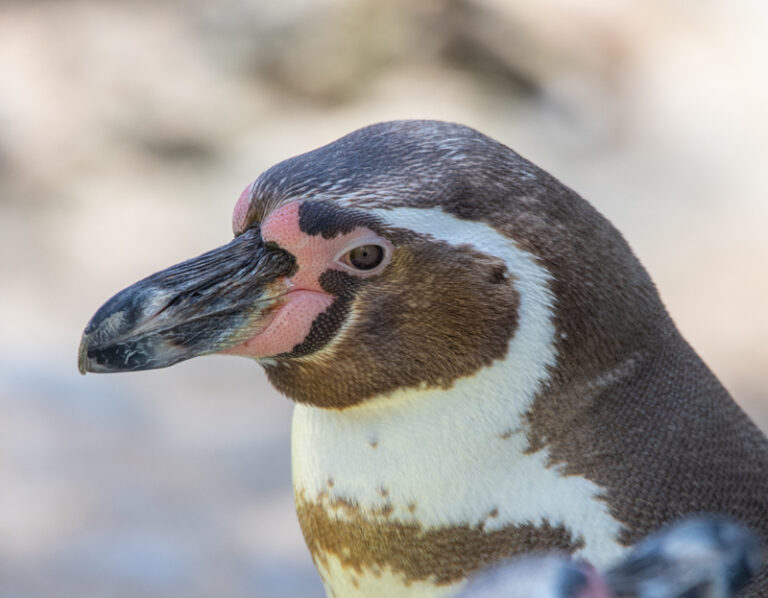 NZ Humboldt Penguins 07 22 LR 4 1 768x598