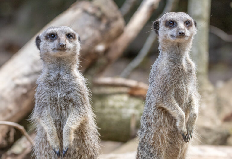 NZ Meerkats 07 22 LR 3 768x527