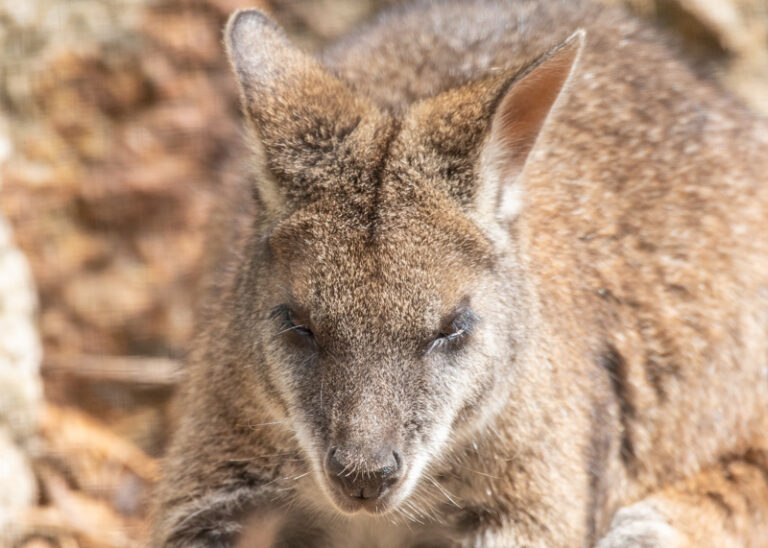 NZ Wallaby 07 22 LR 4 768x548