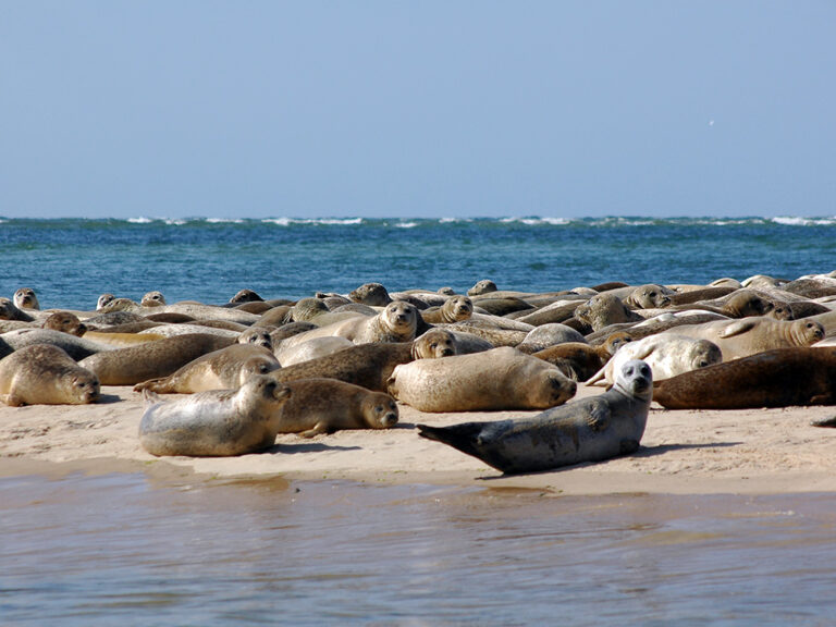 blakeneyseal2 768x576