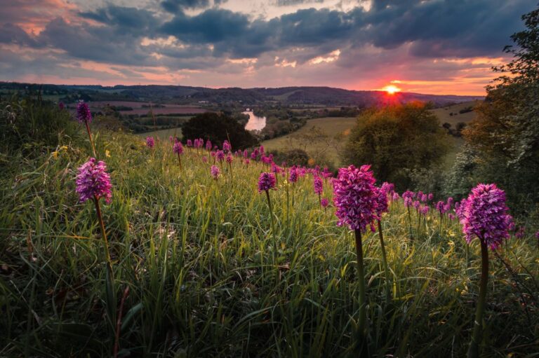 1200 Sunset at Hartslock Nature Reserve River Thames Goring SSSI Orchid Credit Dave Olinski 768x511