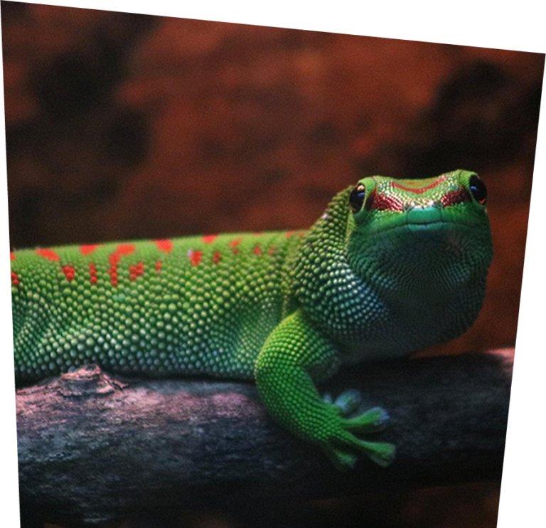 Ponderosa Animal page image template 0031 Gecko 2 768x742
