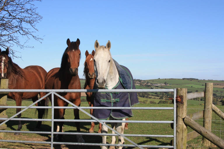 our horses 768x512 1