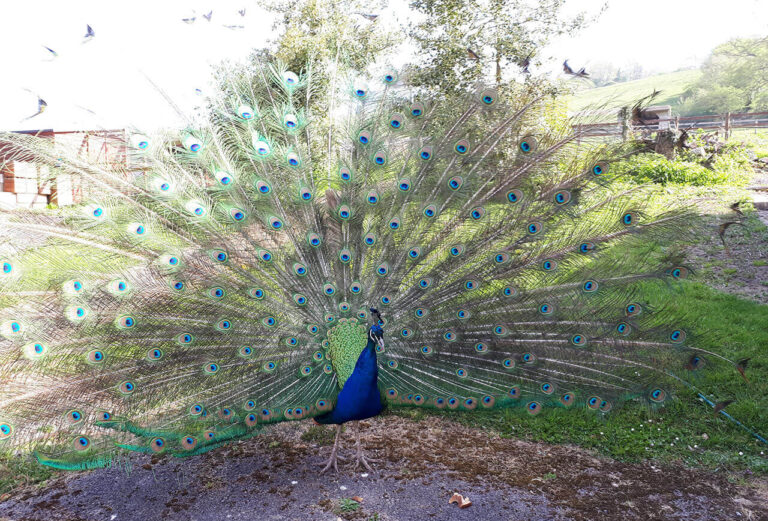 Peacock 768x521
