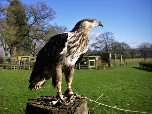 african fish eagle