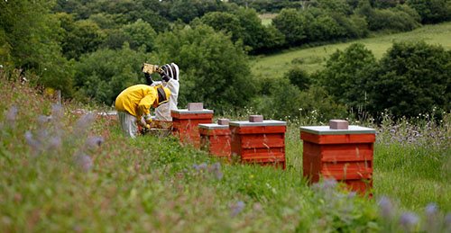 bee hives