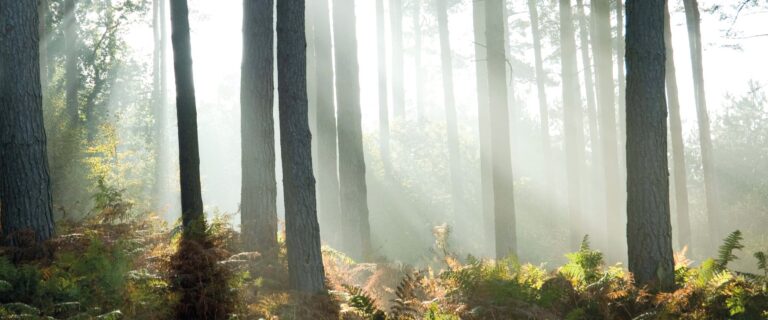 cannock chase 2 42512571184 o 768x320