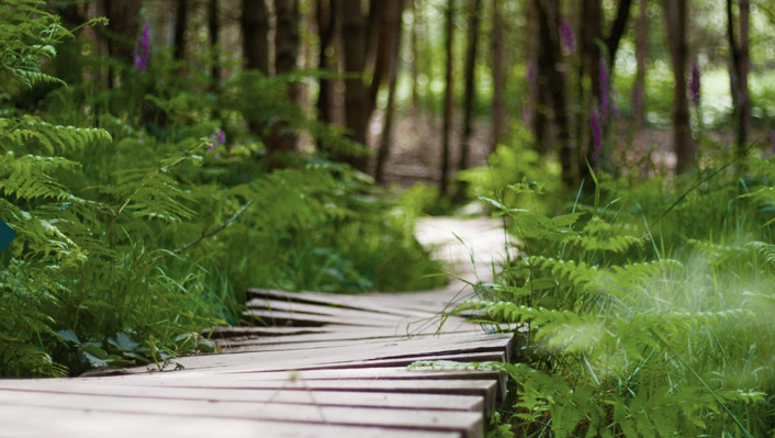 trails1