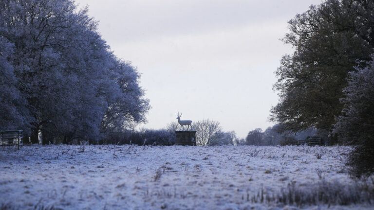 2022 12 Winter Stag 592 EDITED 768x432