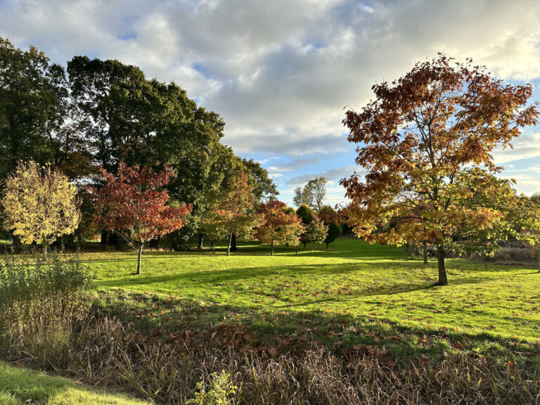 Autumn Trees 768x576