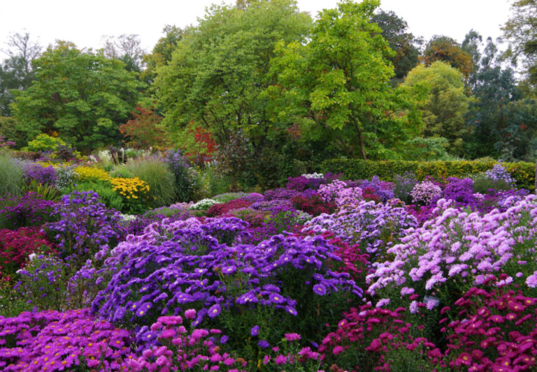 New York Asters and Herbaceous 2 768x533