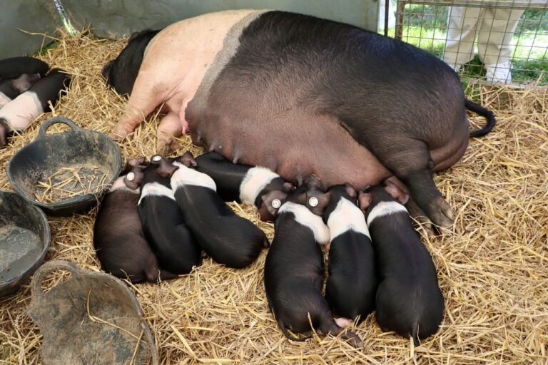 Piglets 768x512
