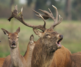 cheshire tatton 2