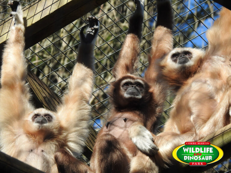 gibbons 768x576
