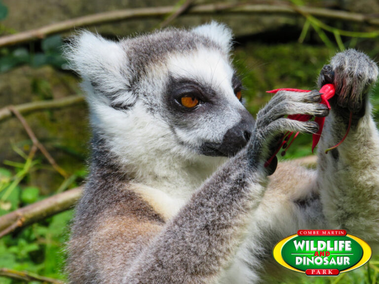 lemur 768x576