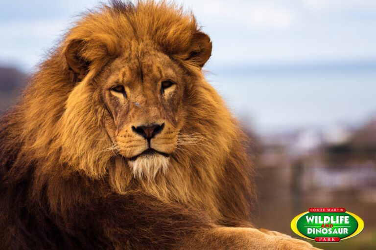 lion 768x512
