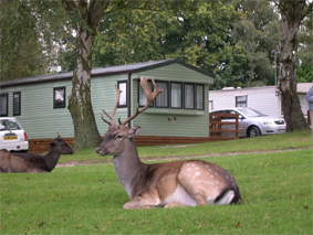 staffs silvertrees2