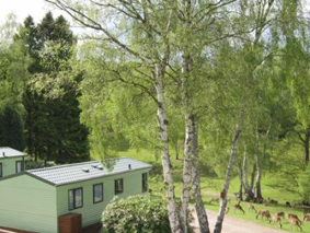 staffs silvertrees5