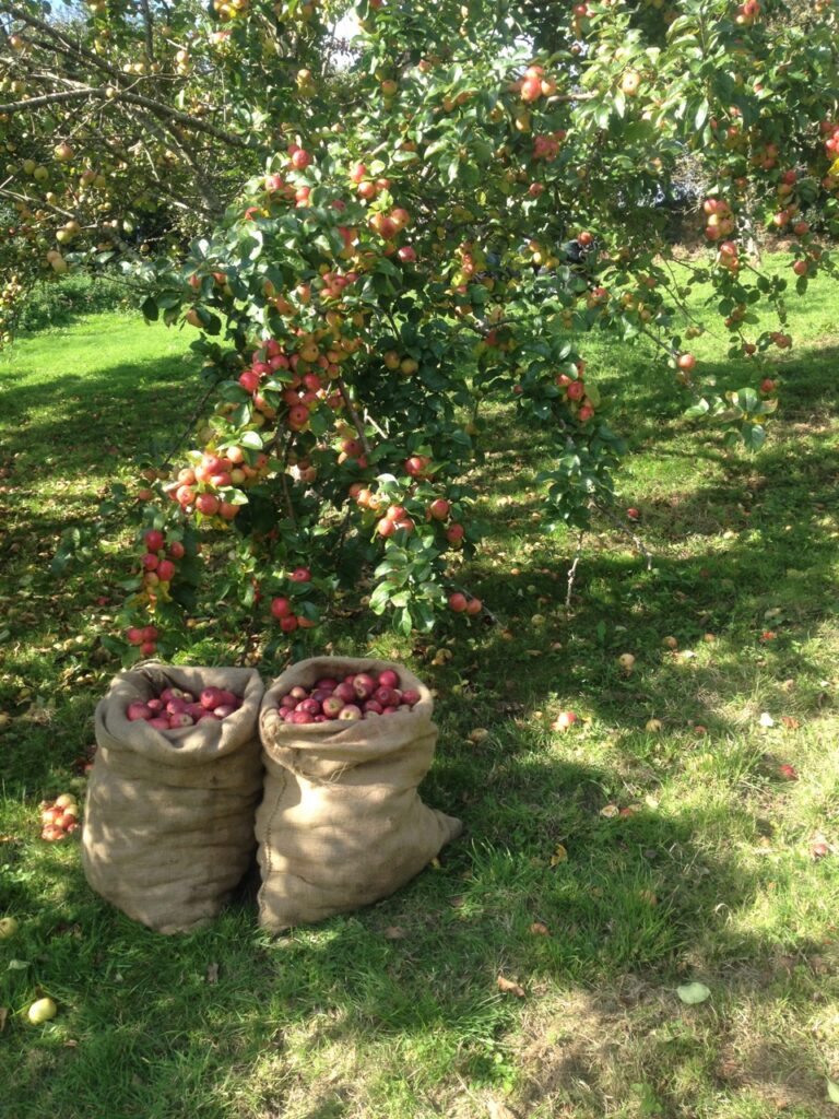 Collecting Apples 768x1024