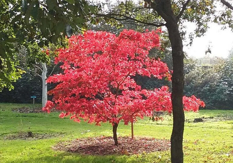 Acer Osakazuki gardens page 768x536
