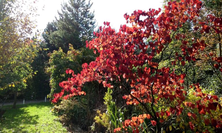 Bluebell Arboretum and Nursery Autumn Colour 1 768x461