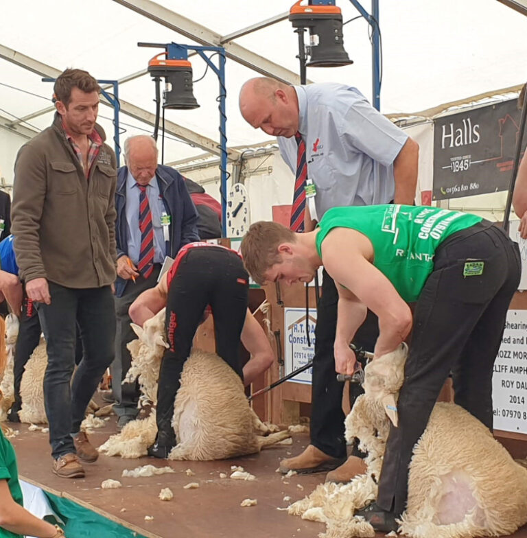 2. Shearing pic 768x784