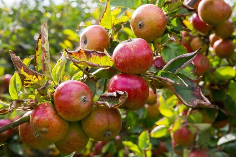apple weekend 768x512