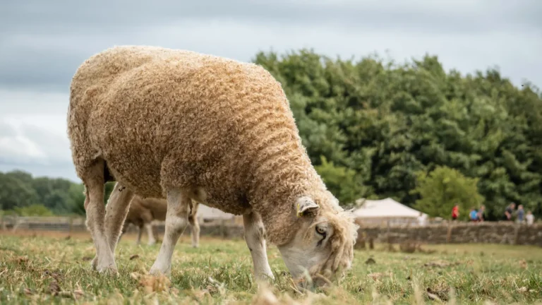 cotswold sheep 22 2.jpg 768x432