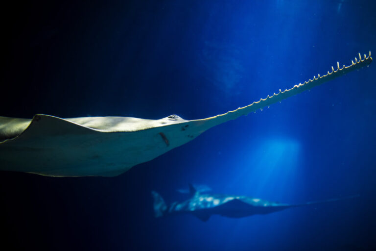2020 01 03 2020 01 03 Green Sawfish 7412 768x512