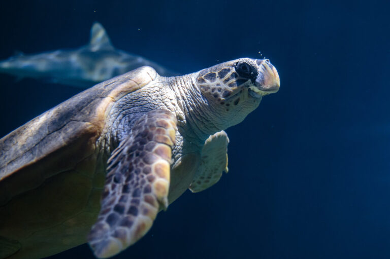 2024 01 Endless Oceans Animals 2033 768x511