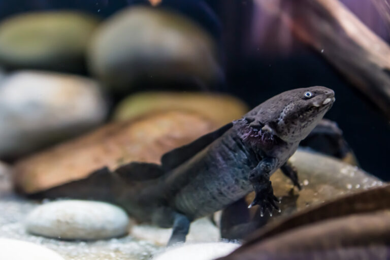 Axolotl 2218 768x512