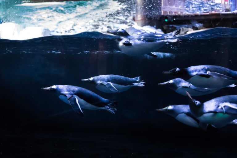 Gentoo 3rd Arrival 8428 768x512