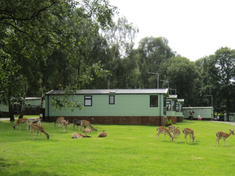 Silver Trees Holiday Park Cannock Chase 2 768x576