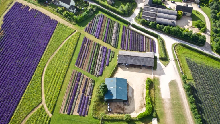 DJI 0042.jpg 768x432