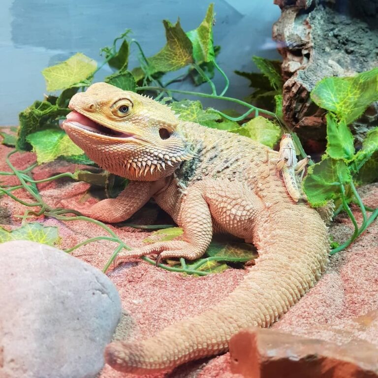 reptile 2 768x768