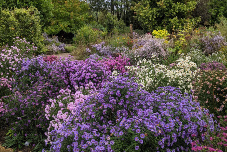 The Garden Autumn 2021 768x514