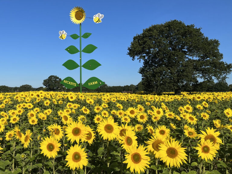Sunflower Fields 768x576