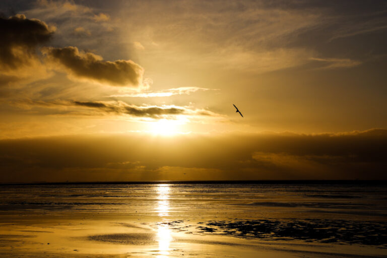 bird sky beach 1 768x512