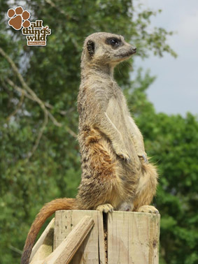 Meerkat 4