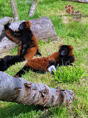 Red ruffed lemurs - Matt -Sept 2017 2
